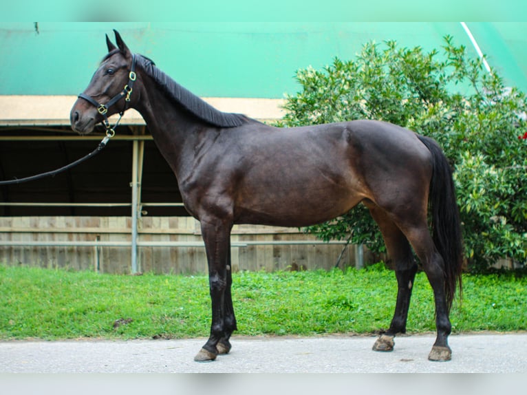 Austrian Warmblood Mare 7 years 16,1 hh Black in Fischamend-Dorf