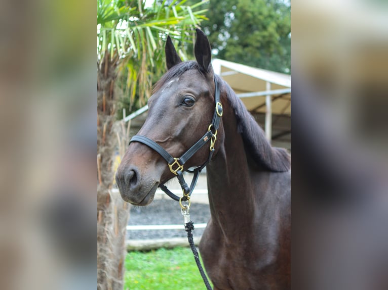 Austrian Warmblood Mare 7 years 16,1 hh Black in Fischamend-Dorf