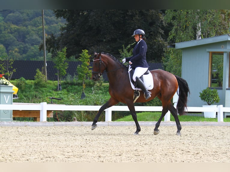 Austrian Warmblood Mare 7 years 16,1 hh Brown in St Marein bei Graz