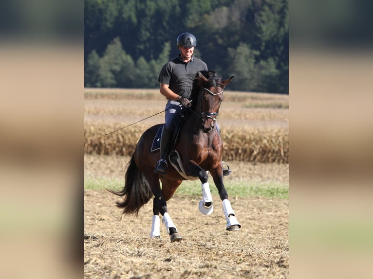 Austrian Warmblood Mare 7 years 16,1 hh Brown in St Marein bei Graz