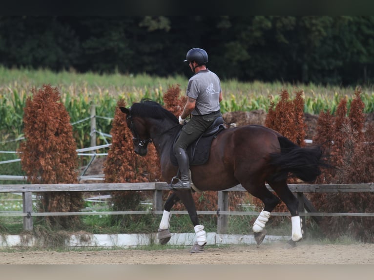 Austrian Warmblood Mare 7 years 16,1 hh Brown in St Marein bei Graz
