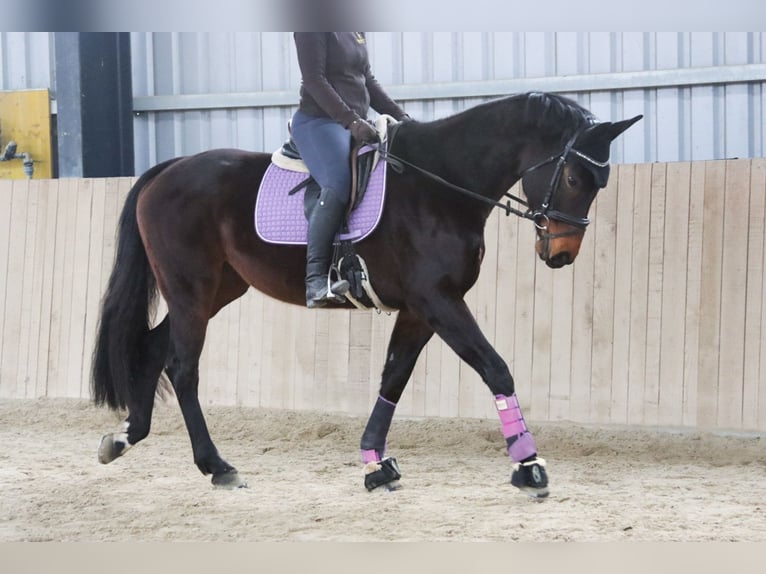Austrian Warmblood Mare 7 years 16,3 hh Bay-Dark in Götzendorf an der Leitha