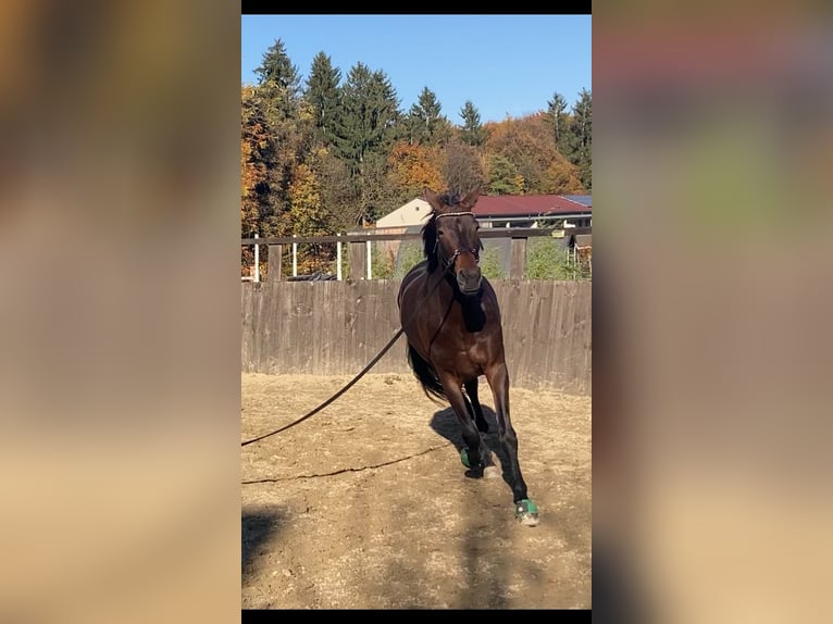 Austrian Warmblood Mix Mare 7 years 17,1 hh Brown in Lannach