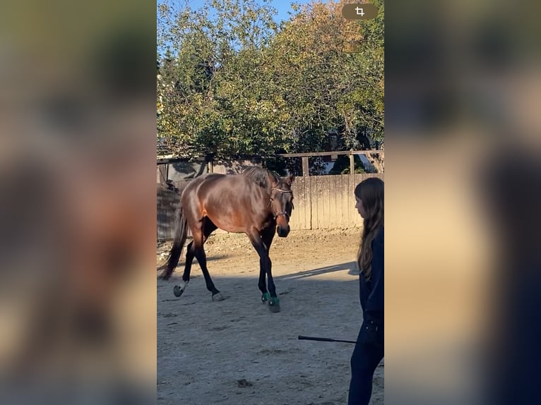 Austrian Warmblood Mix Mare 7 years 17,1 hh Brown in Lannach