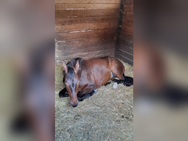 Austrian Warmblood Mix Mare 7 years 17,1 hh Brown in Lannach