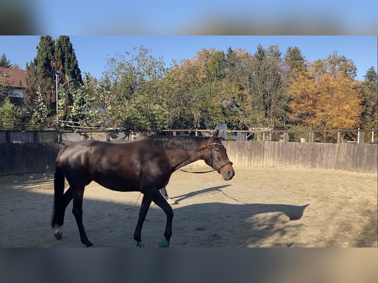 Austrian Warmblood Mix Mare 7 years 17,1 hh Brown in Lannach