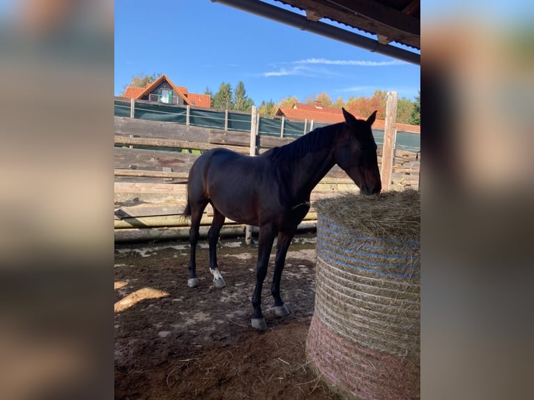 Austrian Warmblood Mix Mare 7 years 17,1 hh Brown in Lannach