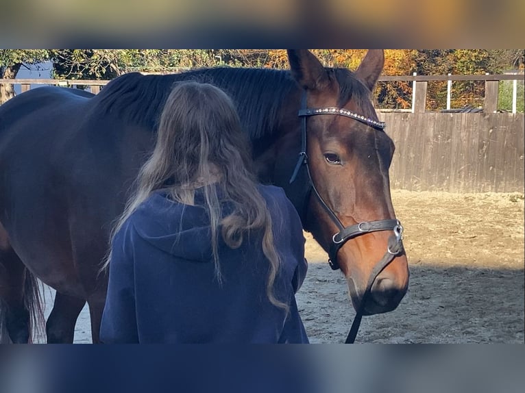 Austrian Warmblood Mix Mare 7 years 17,1 hh Brown in Lannach