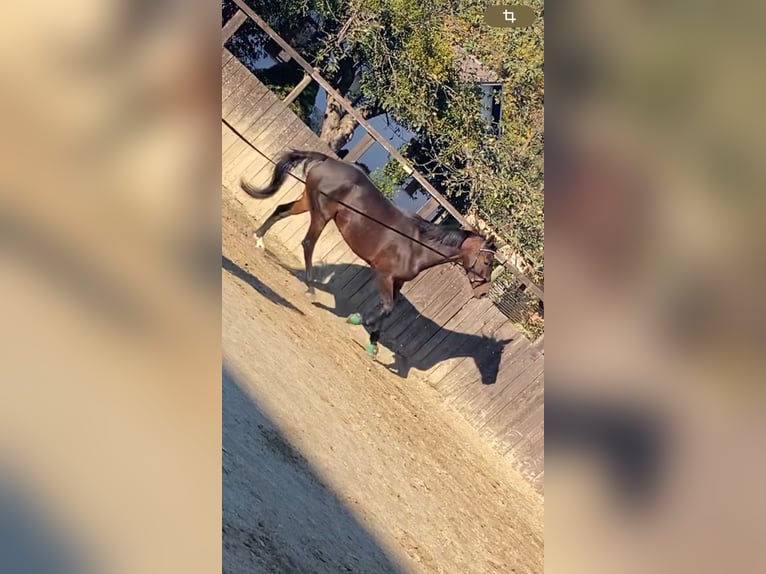 Austrian Warmblood Mix Mare 7 years 17,1 hh Brown in Lannach