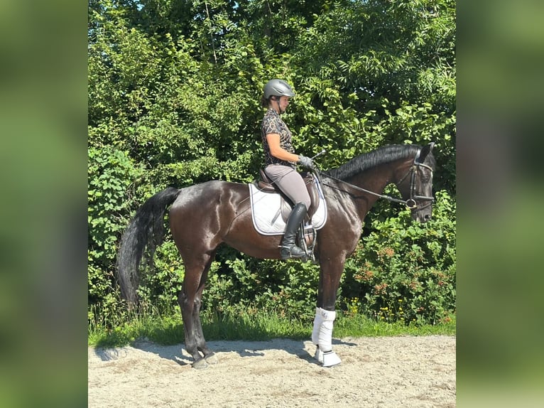 Austrian Warmblood Mare 7 years 17 hh Black in Gleinkerau