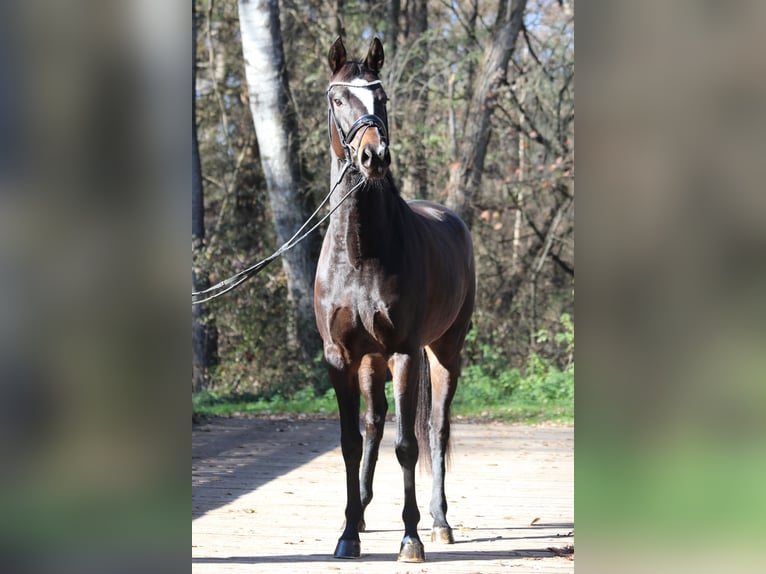 Austrian Warmblood Mare 7 years Bay-Dark in Gössendorf