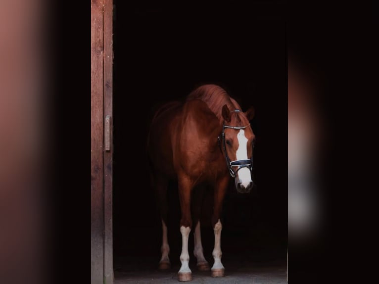 Austrian Warmblood Mare 8 years 15.3 hh Chestnut-Red in Ansfelden