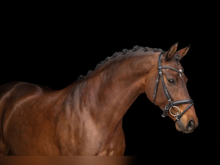 Austrian Warmblood Mare 8 years 16.2 hh Bay-Dark in Bodenkirchen