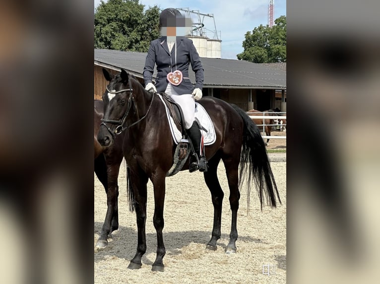 Austrian Warmblood Mare 8 years 16.2 hh Black in Gleinkerau