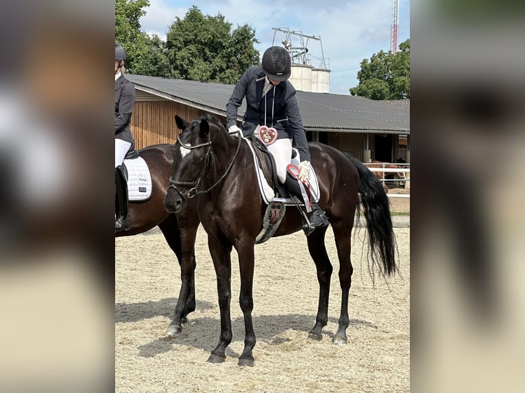 Austrian Warmblood Mare 8 years 16.2 hh Black in Gleinkerau