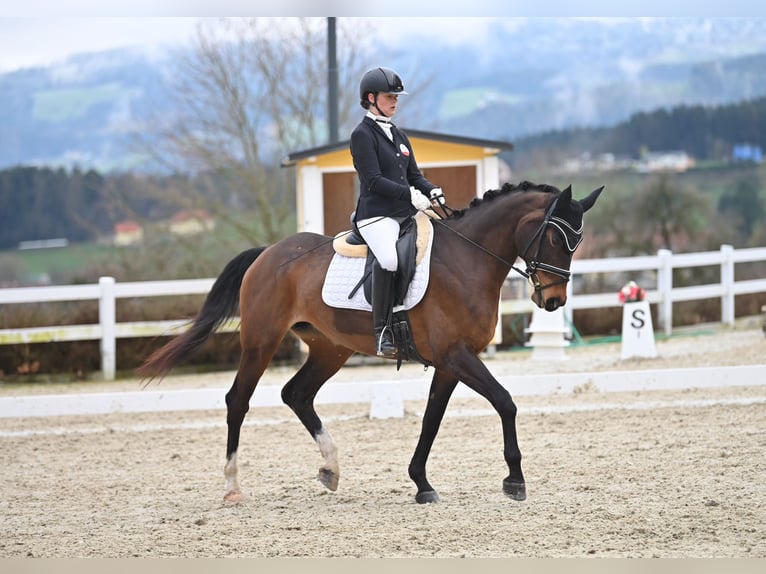 Austrian Warmblood Mare 8 years 16 hh Brown in Neumarkt