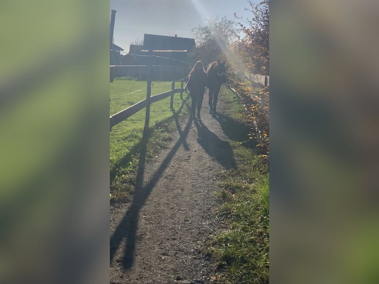 Austrian Warmblood Mix Mare 8 years 17,1 hh Brown in Lannach