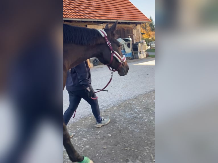 Austrian Warmblood Mix Mare 8 years 17,1 hh Brown in Lannach