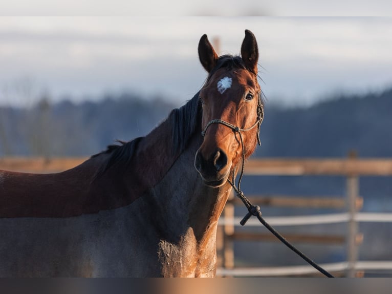 Austrian Warmblood Mare 8 years 17 hh Brown in Markt Hartmannsdorf