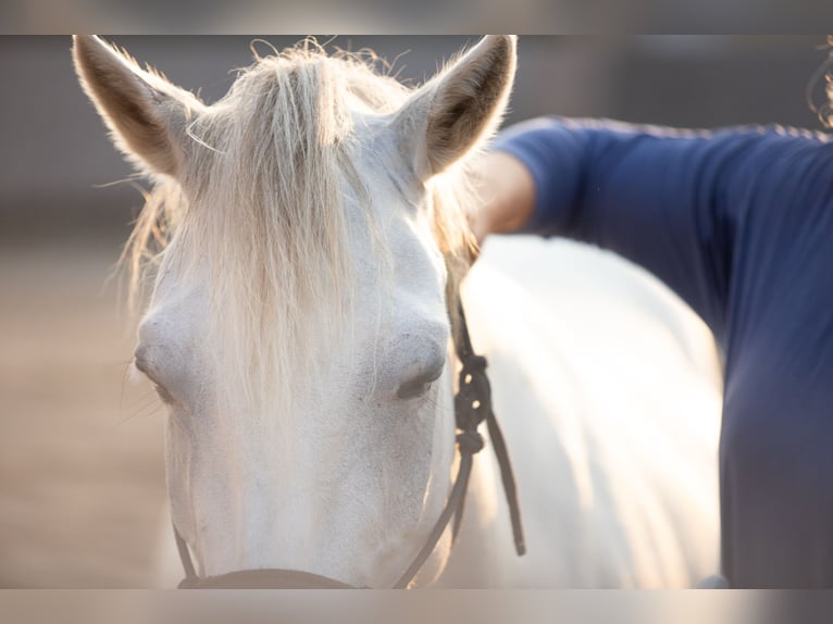 Austrian Warmblood Mix Mare 9 years 14,1 hh Grey in Dobl