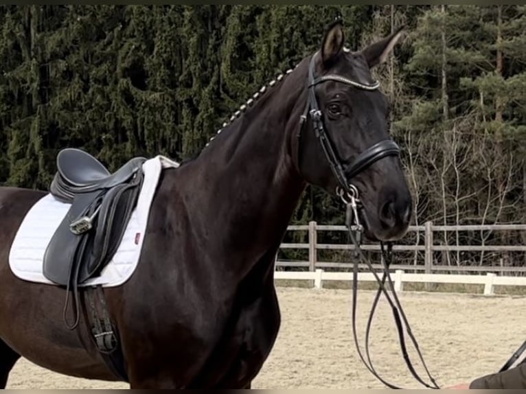 Austrian Warmblood Mare 9 years 16,3 hh Black in Hackerberg