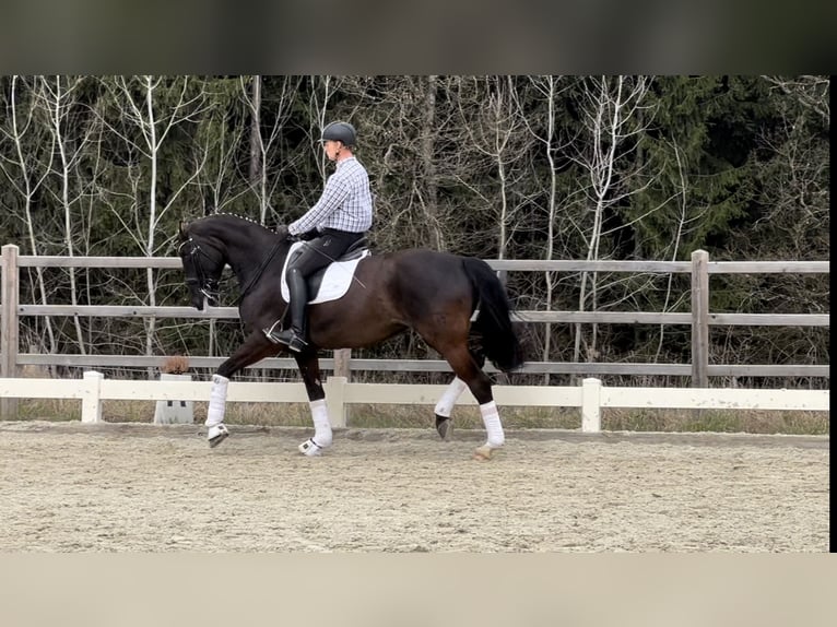 Austrian Warmblood Mare 9 years 16,3 hh Black in Hackerberg