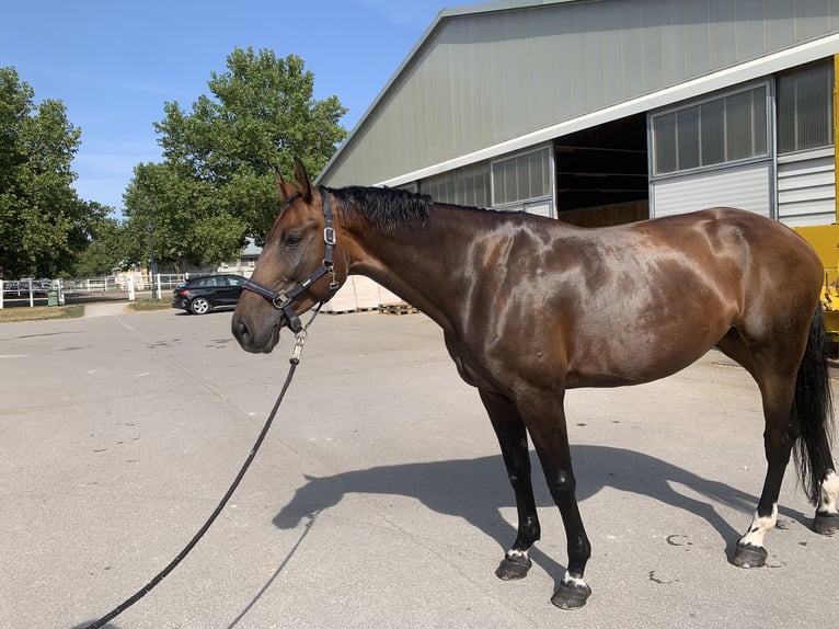 Austrian Warmblood Mare 9 years 16 hh Brown in Weigelsdorf