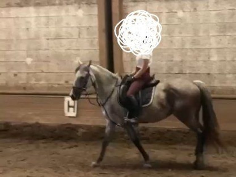Austrian Warmblood Mare 9 years 16,1 hh Grey-Dapple in Obertilliach