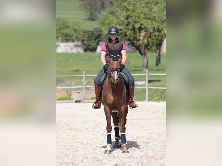 Austrian Warmblood Mare 9 years 16,2 hh Brown in Traidendorf