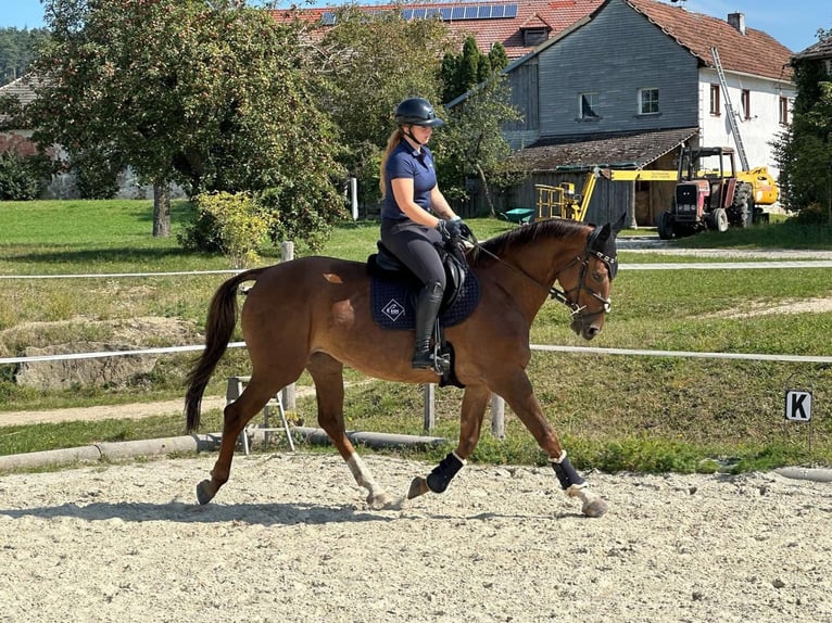 Austrian Warmblood Mare 9 years 16,2 hh Brown in Traidendorf