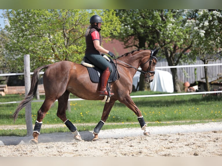 Austrian Warmblood Mare 9 years 16,2 hh Brown in Traidendorf