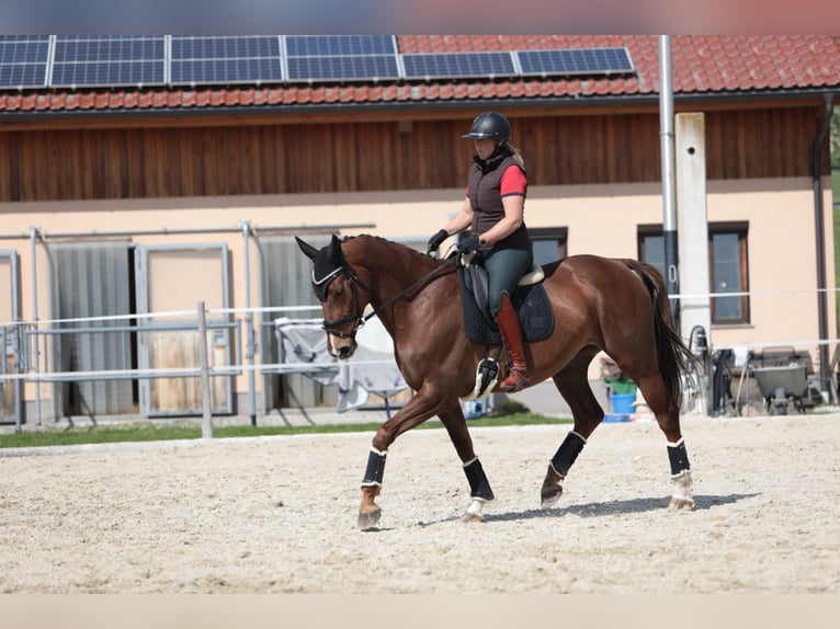 Austrian Warmblood Mare 9 years 16,2 hh Brown in Traidendorf