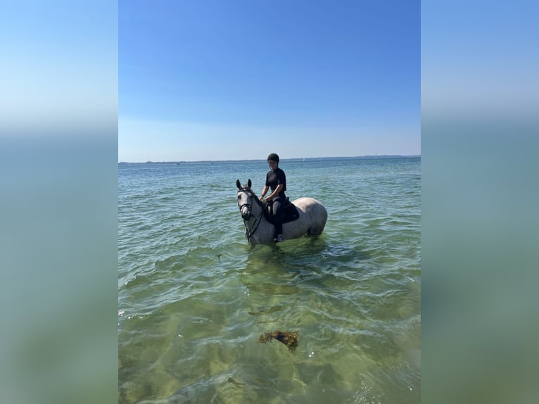 Austrian Warmblood Mare 9 years 16,2 hh Gray-Red-Tan in Wels
