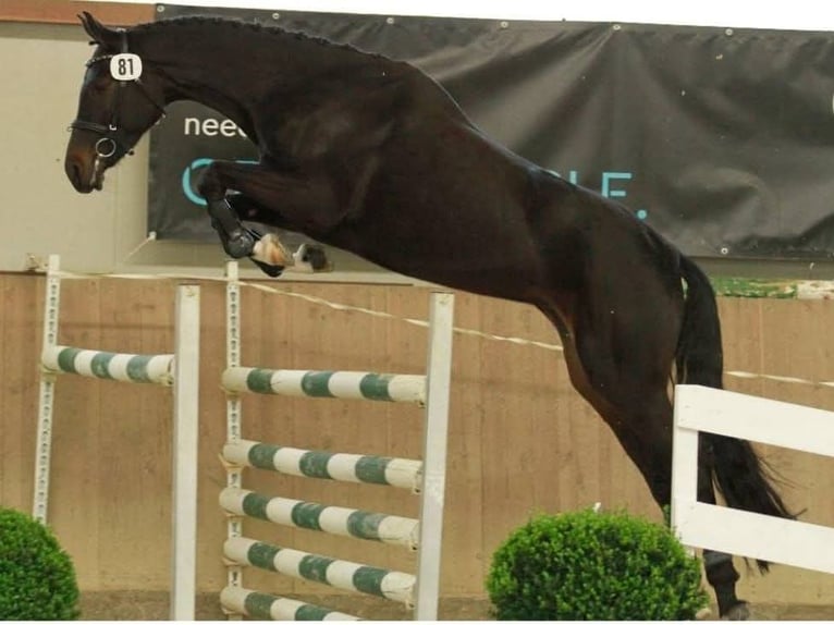 Austrian Warmblood Mare 9 years 16,2 hh Smoky-Black in Laßnitz Frauental