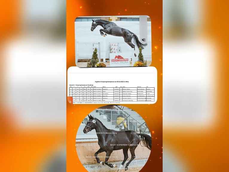 Austrian Warmblood Mare 9 years 16,2 hh Smoky-Black in Laßnitz Frauental