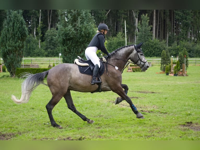 Austrian Warmblood Mare 9 years 17.1 hh Grey in Dietenheim