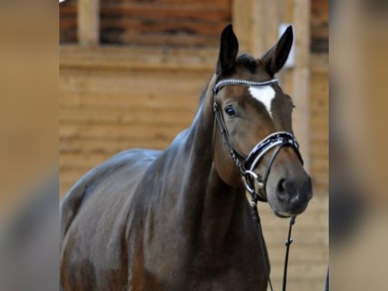 Austrian Warmblood Mare 9 years 17.2 hh Brown in Stinatz / Stinjaki