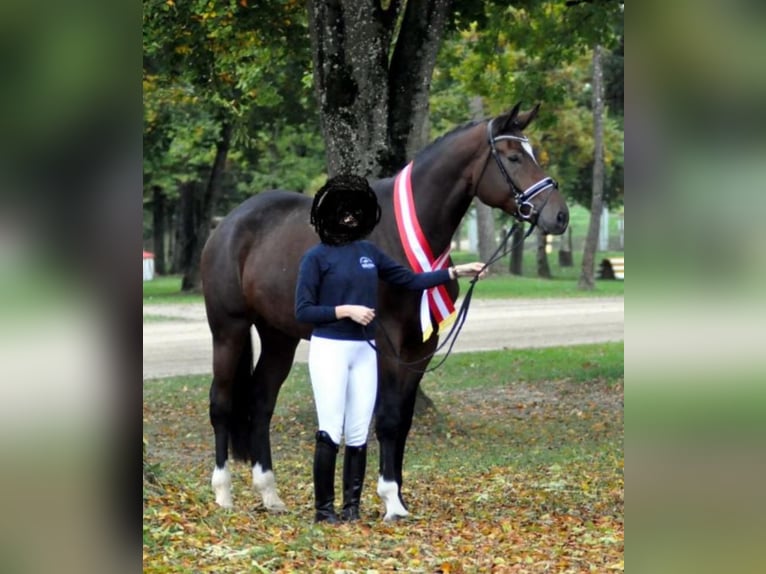 Austrian Warmblood Mare 9 years 17.2 hh Brown in Stinatz / Stinjaki