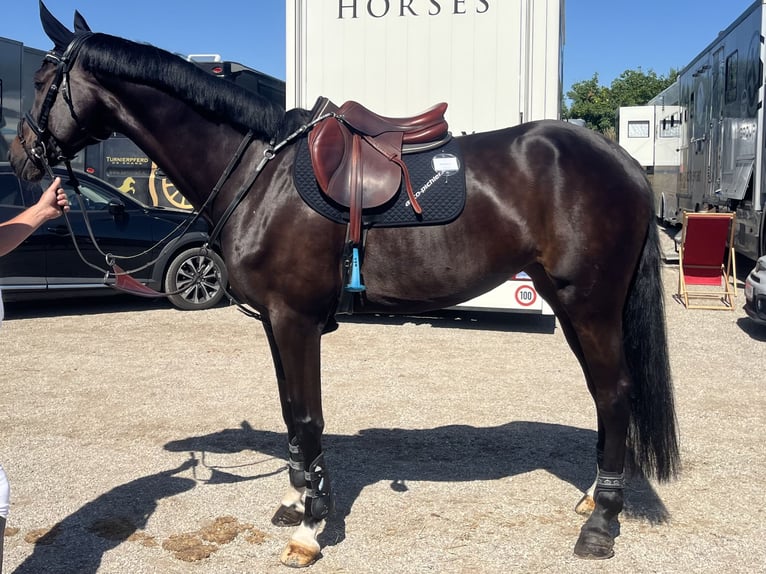 Austrian Warmblood Mare 9 years Bay-Dark in Deutschlandsberg