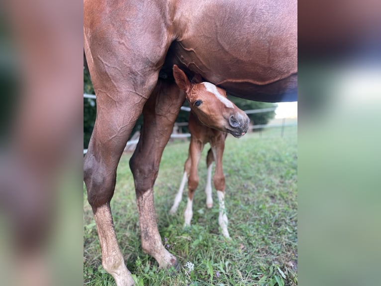 Austrian Warmblood Mare Foal (07/2026) 10.2 hh Chestnut in St. Margarethen An Der Raab