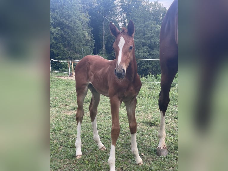 Austrian Warmblood Mare Foal (07/2026) 10.2 hh Chestnut in St. Margarethen An Der Raab