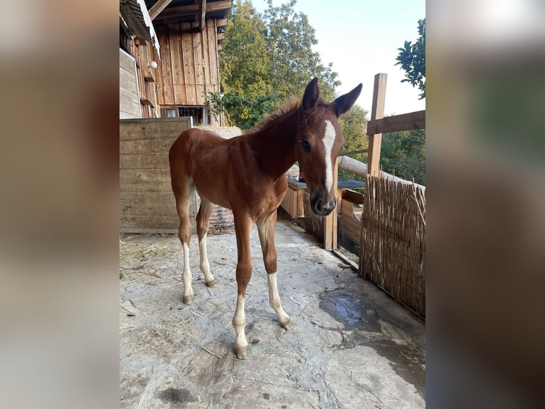 Austrian Warmblood Mare Foal (07/2026) 10.2 hh Chestnut in St. Margarethen An Der Raab
