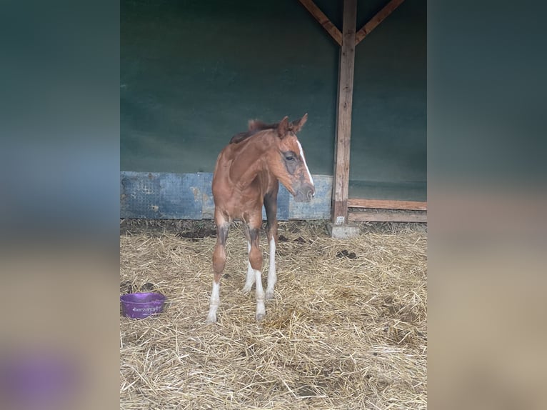 Austrian Warmblood Mare Foal (07/2026) 10.2 hh Chestnut in St. Margarethen An Der Raab
