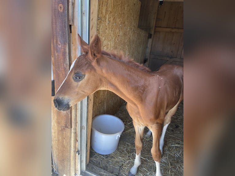 Austrian Warmblood Mare Foal (07/2026) 10.2 hh Chestnut in St. Margarethen An Der Raab