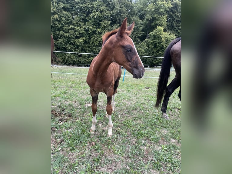 Austrian Warmblood Mare Foal (07/2026) 10.2 hh Chestnut in St. Margarethen An Der Raab