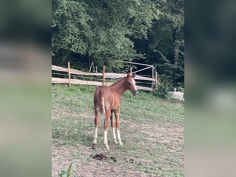 Austrian Warmblood Mare Foal (07/2026) 10.2 hh Chestnut in St. Margarethen An Der Raab