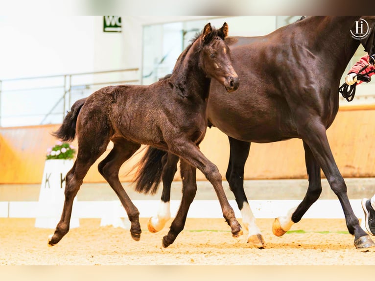 Austrian Warmblood Mare Foal (02/2026) 16.2 hh Black in Wolfsbach