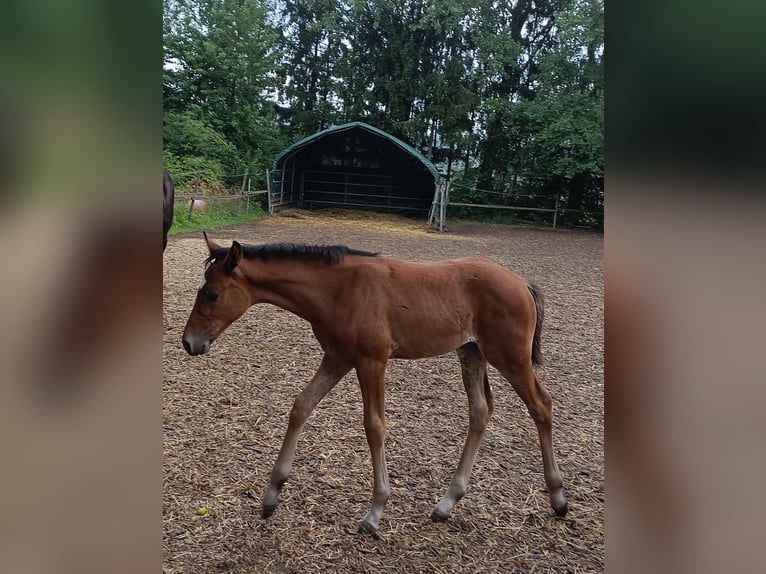Austrian Warmblood Mare Foal (05/2026) 16.2 hh Brown in St. Georgen
