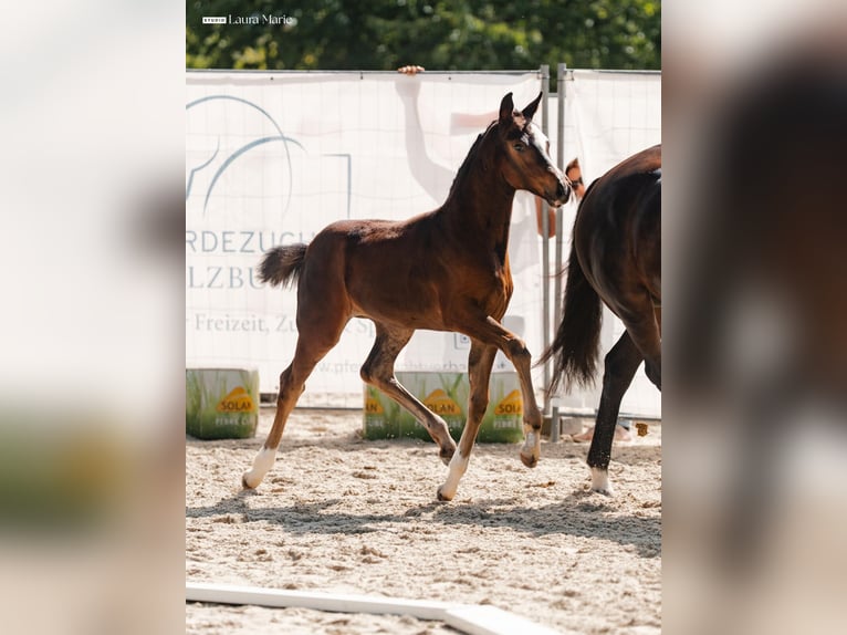 Austrian Warmblood Mare Foal (06/2026) 16.2 hh Brown in Scheffau