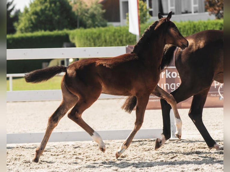 Austrian Warmblood Mare Foal (06/2026) 16.2 hh Brown in Scheffau